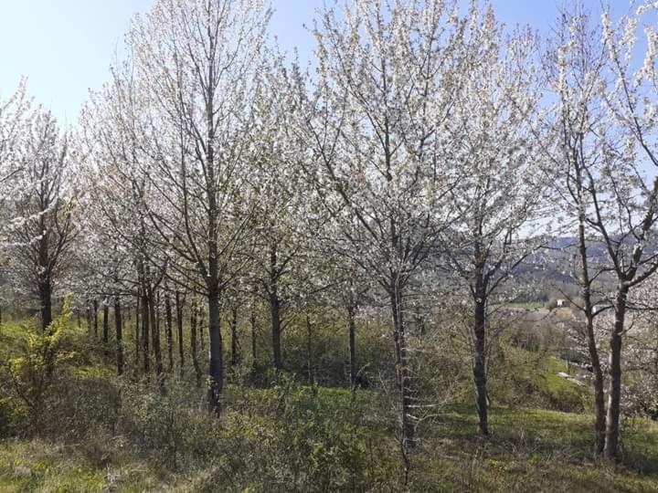 Ai Boschi Apartment Ozzano dell'Emilia Ngoại thất bức ảnh