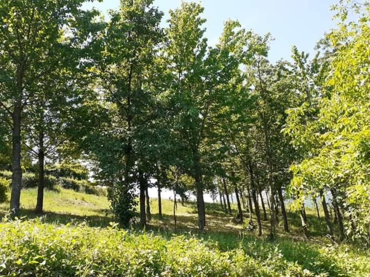 Ai Boschi Apartment Ozzano dell'Emilia Ngoại thất bức ảnh